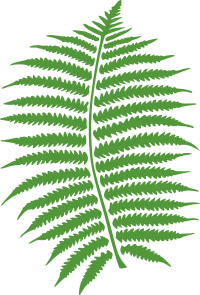 fern