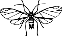 Pea Aphis