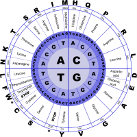 Genetic Code