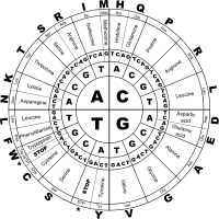 Genetic Code BW