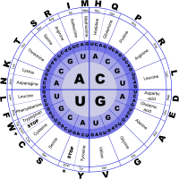 Genetic Code RNA