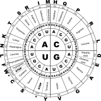 Genetic Code RNA BW