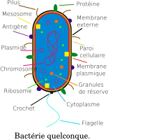 Bactérie - Bacteria