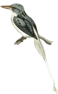 Tanysiptera riedelii (bird)