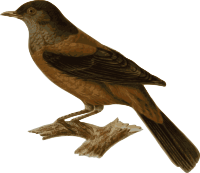 Turdus rubrocanus gouldi (bird)