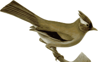 Yuhina-diademata