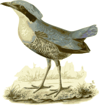 Pitta-elliotii