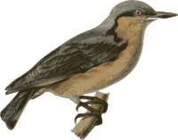 Sitta-europaea-sinensis