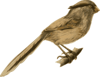 Paradoxornis-heudei