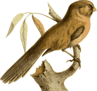 Paradoxornis-unicolor