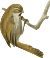 Paradoxornis-verreauxi