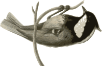 Parus ater pekinensis