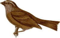 Carpodacus-edwardsii