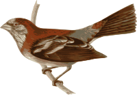 Carpodacus-trifasciatus