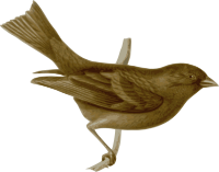 Carpodacus-vinaceus-female
