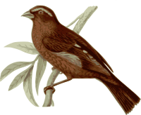 Carpodacus-vinaceus-male
