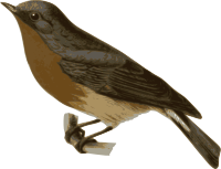 Ficedula-hodgsonii