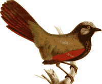 Garrulax-formosus