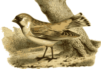 Montifringilla-davidiana