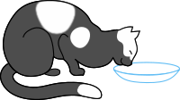 white cat drinking 2