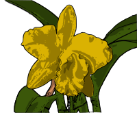 orquídea