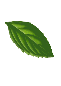 Mint Leaf( traced)
