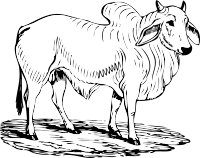 brahma bull