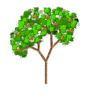 Pear Tree