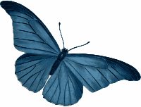 Blue Butterfly