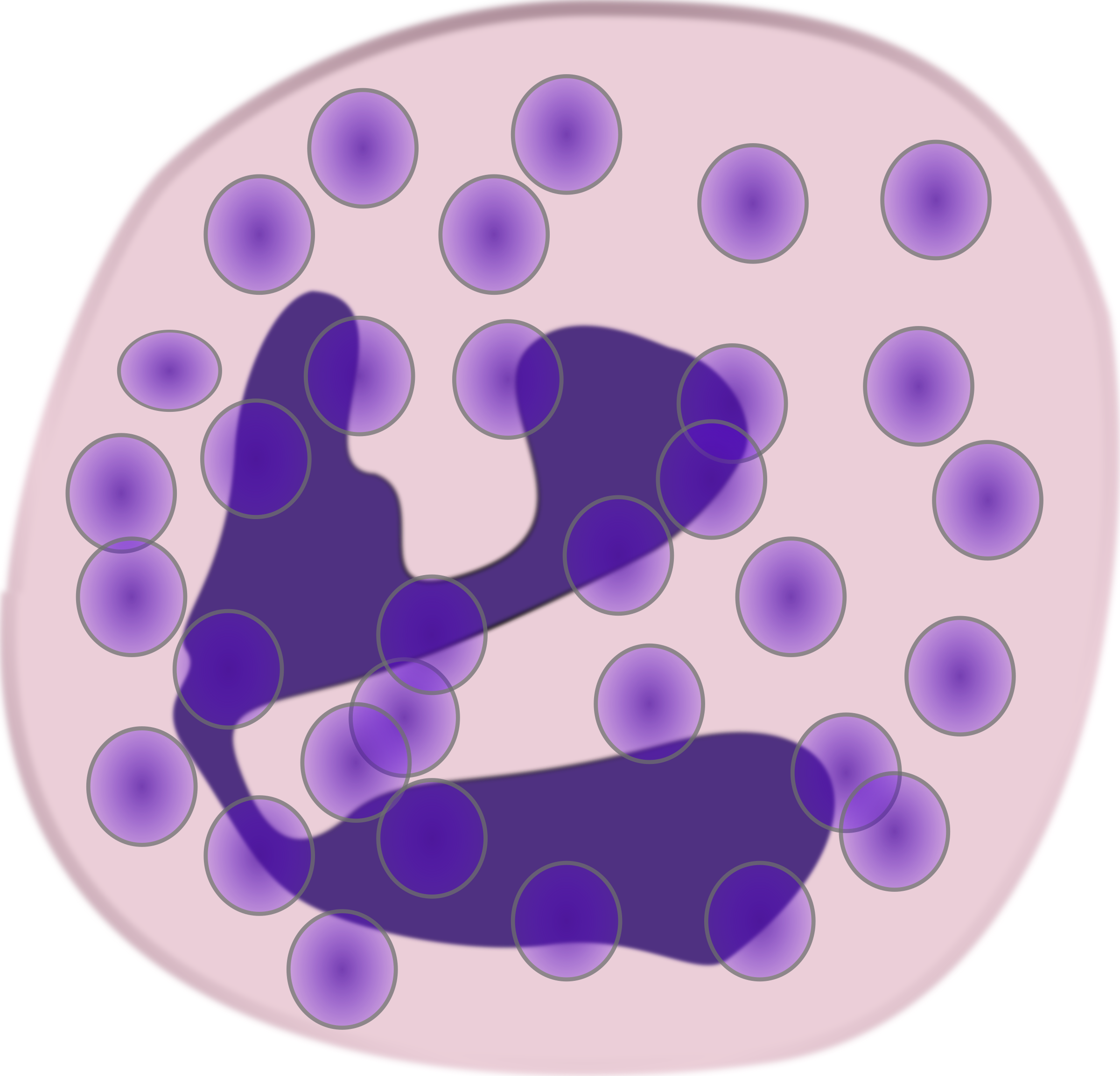 Neutrophil Diagram