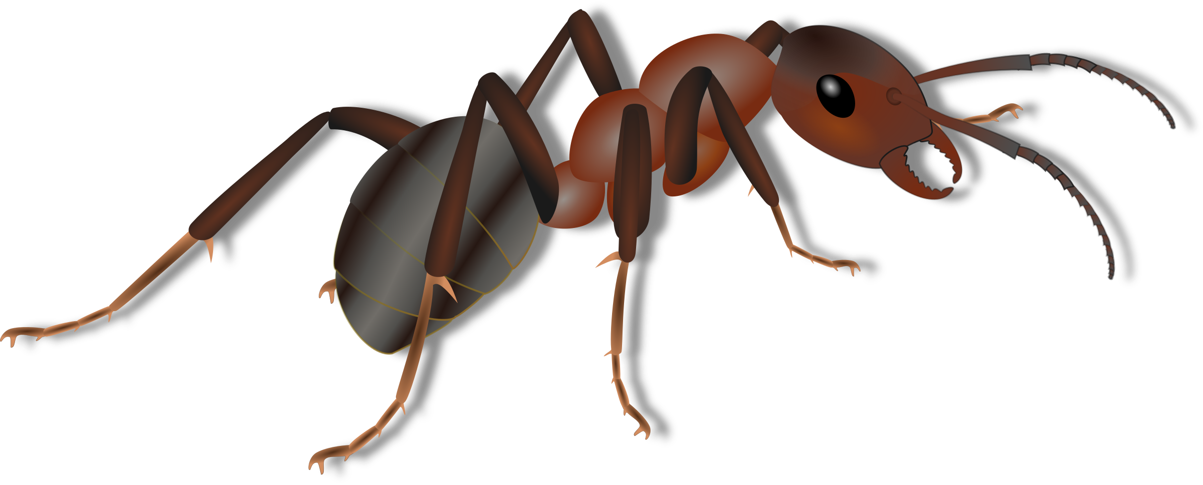 queen ant clipart - photo #22