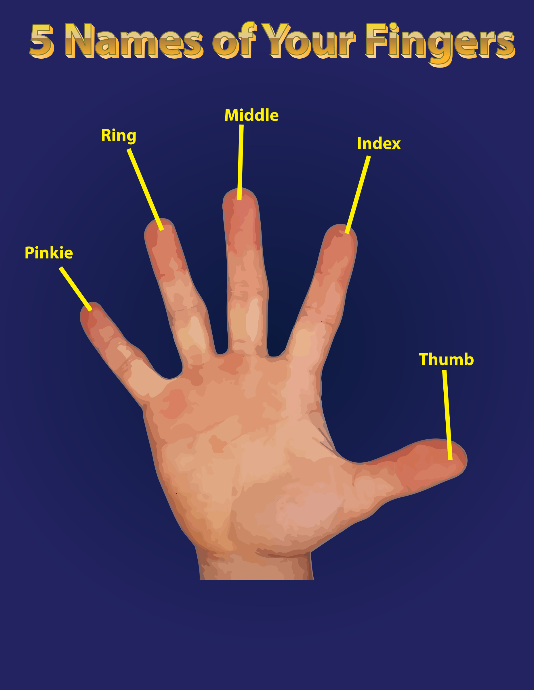 Finger Names: An Informative Guide to the Digits of the Human Hand ...