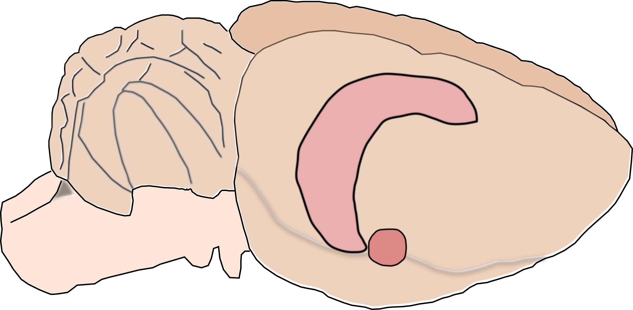 mouse brain clipart - photo #5