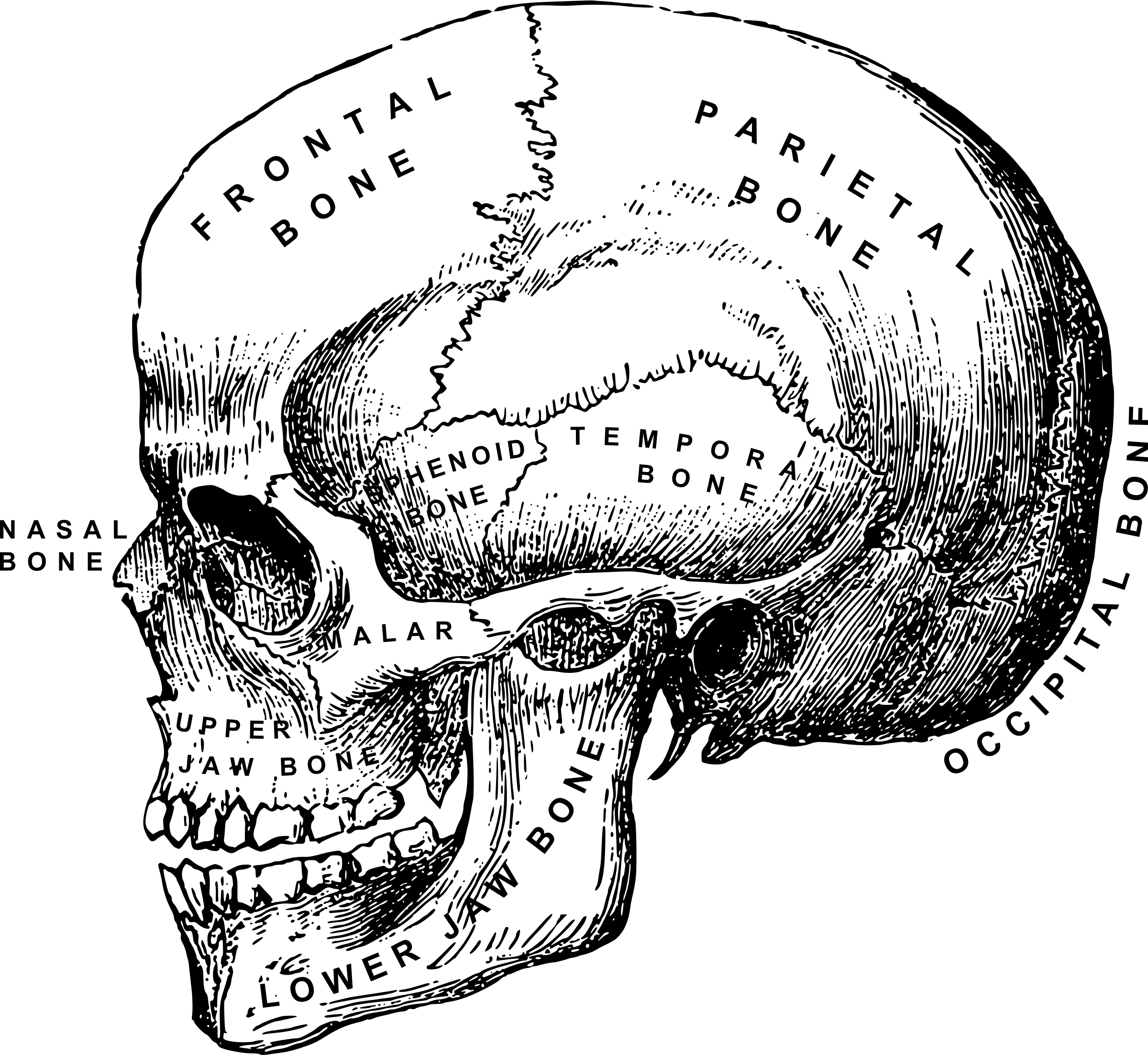 Skeletal System Skull