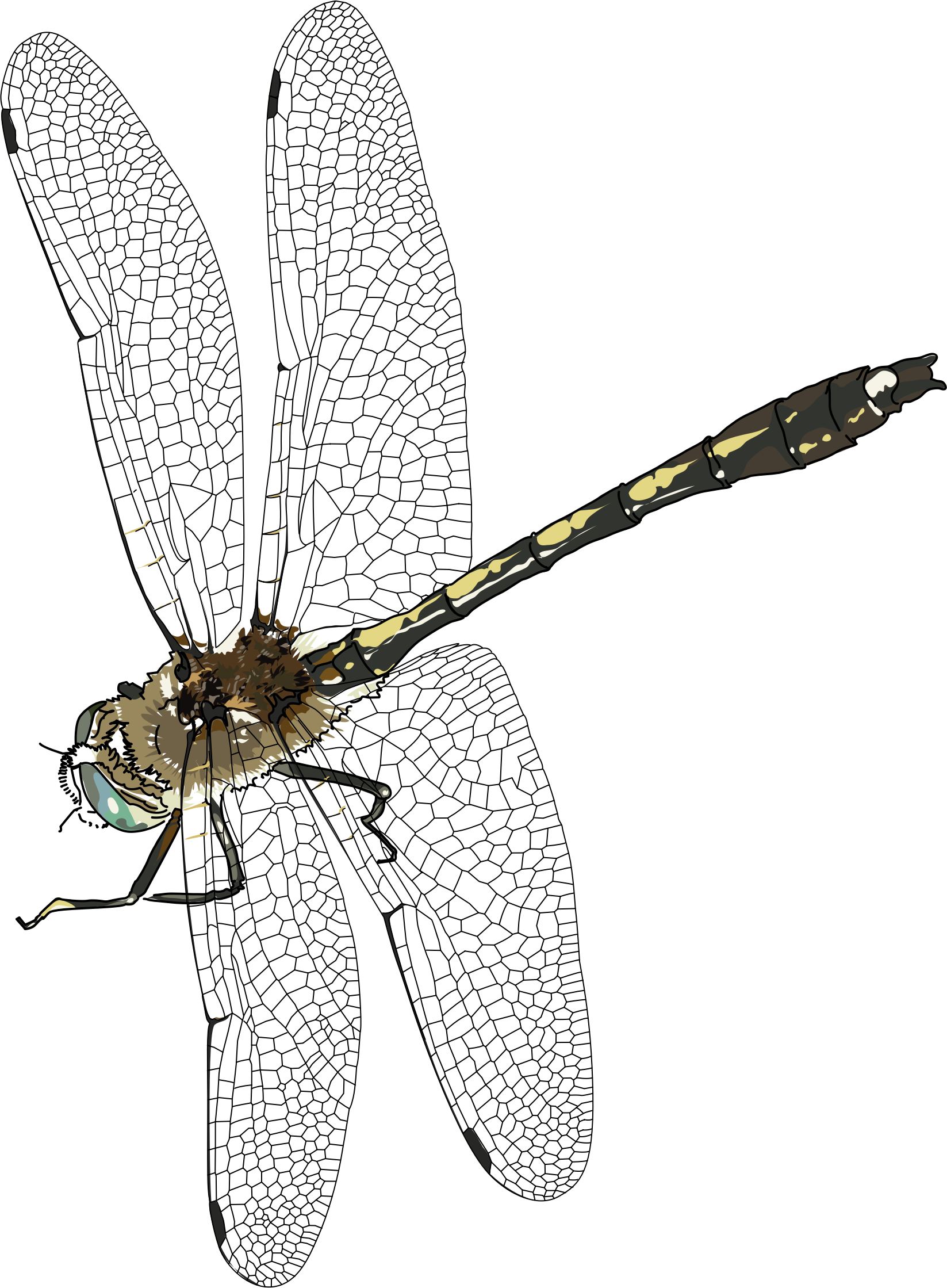 clipart-libelulle-dragonfly