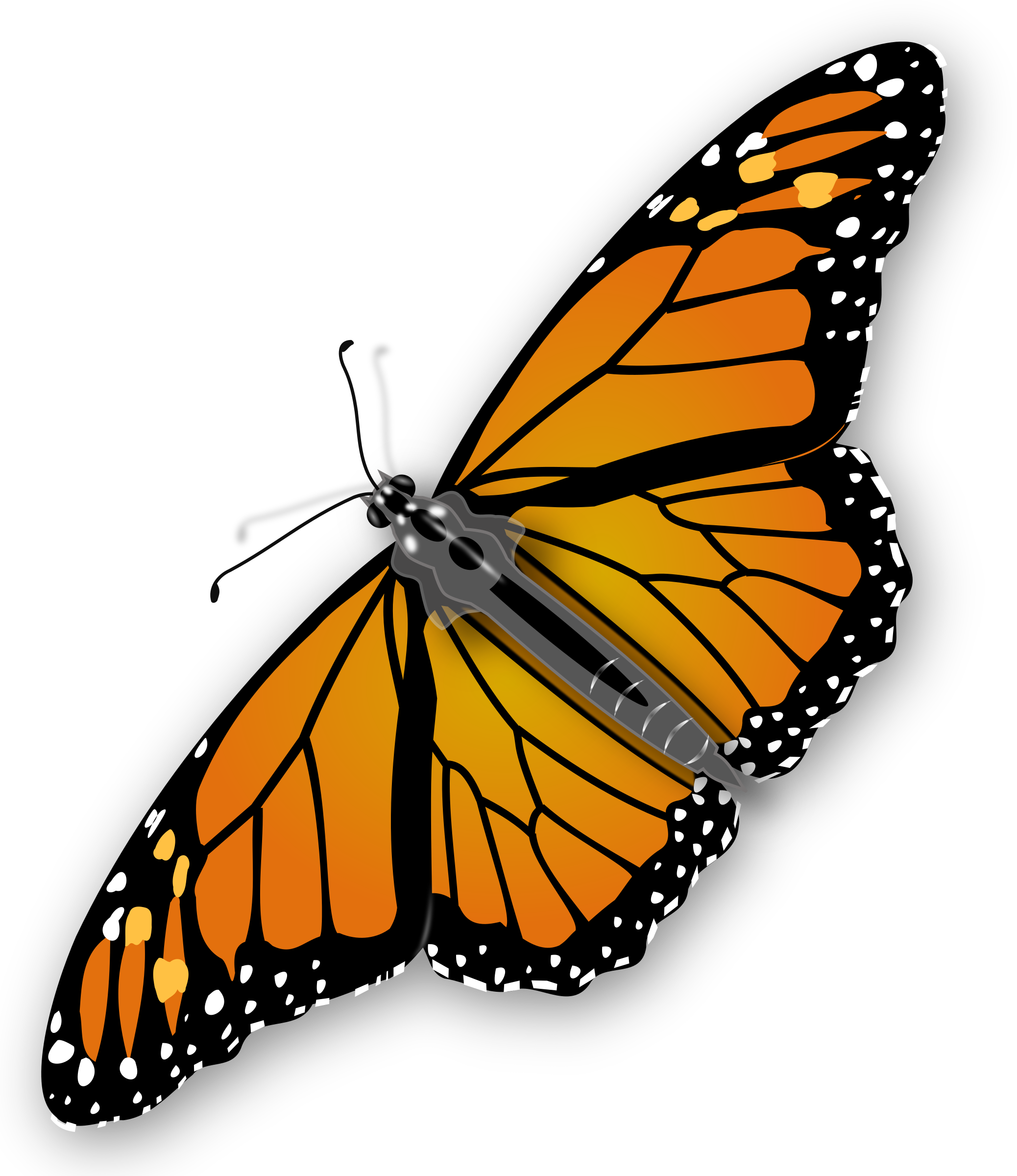 butterfly clipart photoshop - photo #47