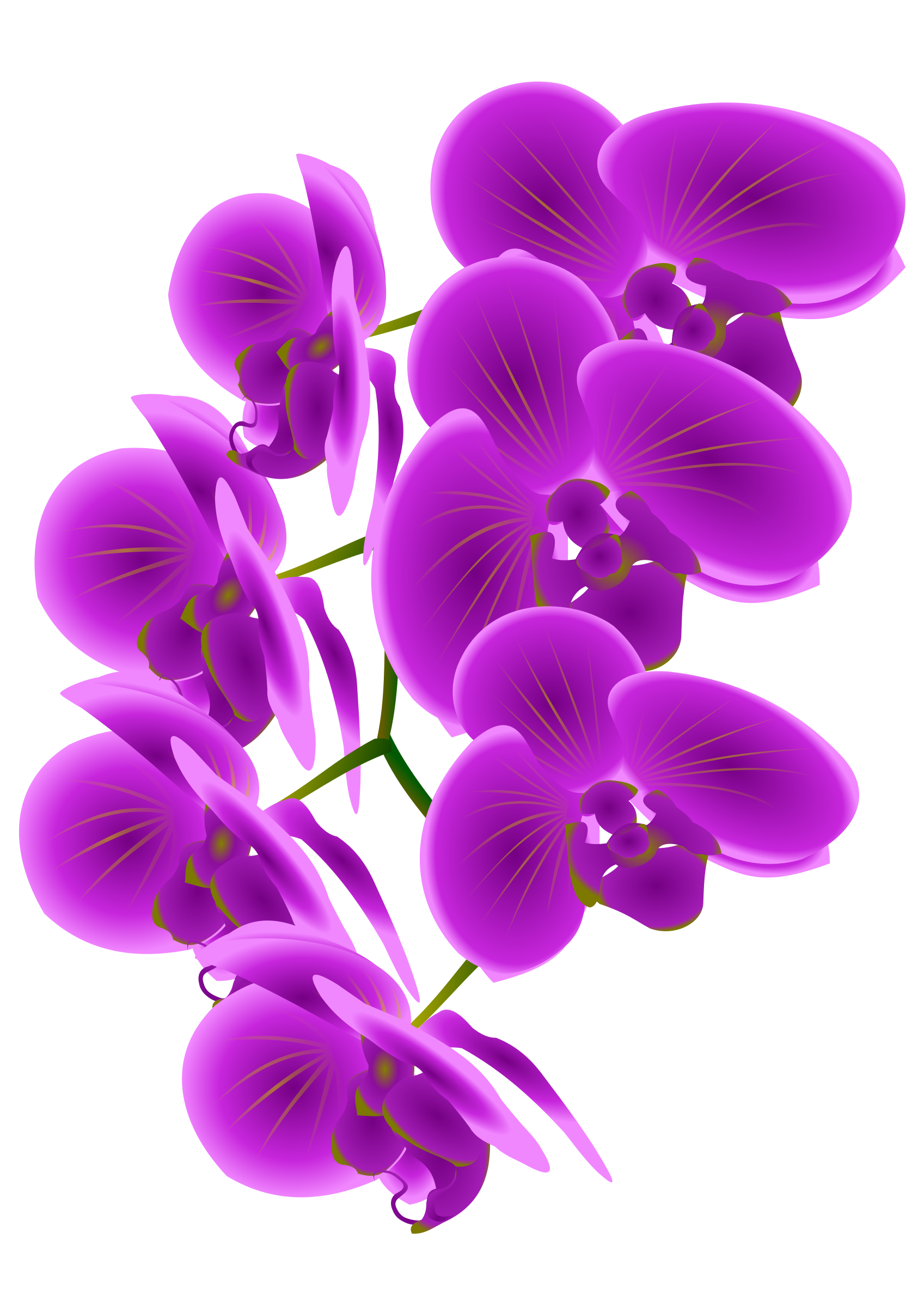 Clipart - Orchid Branch