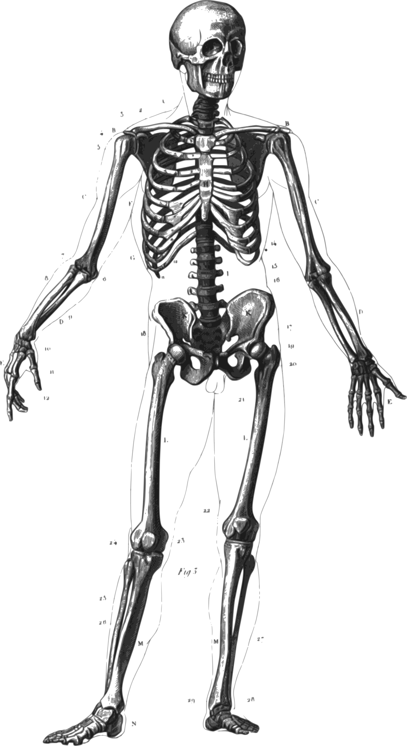 Clipart - Human Skeleton