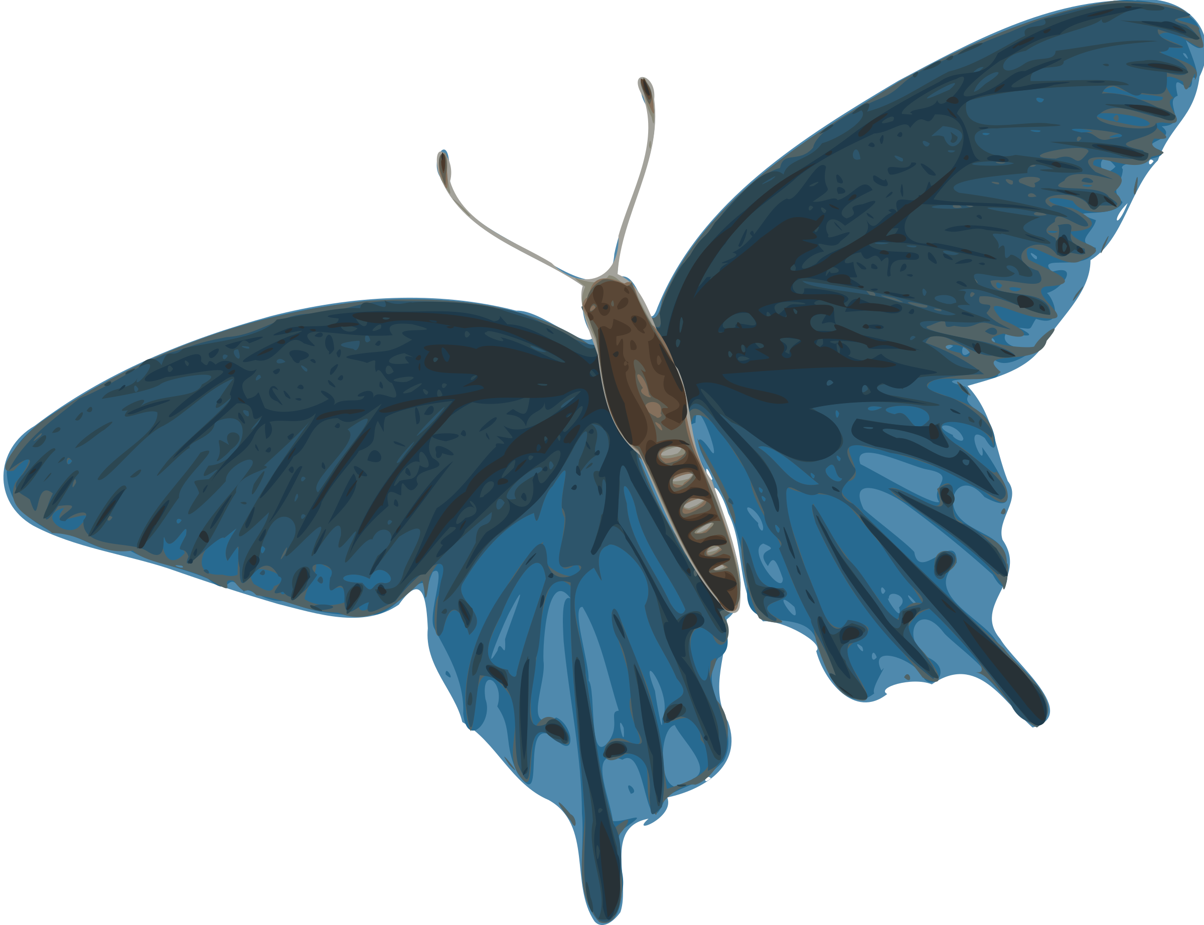 Clipart Butterfly Papilio Philenor Top