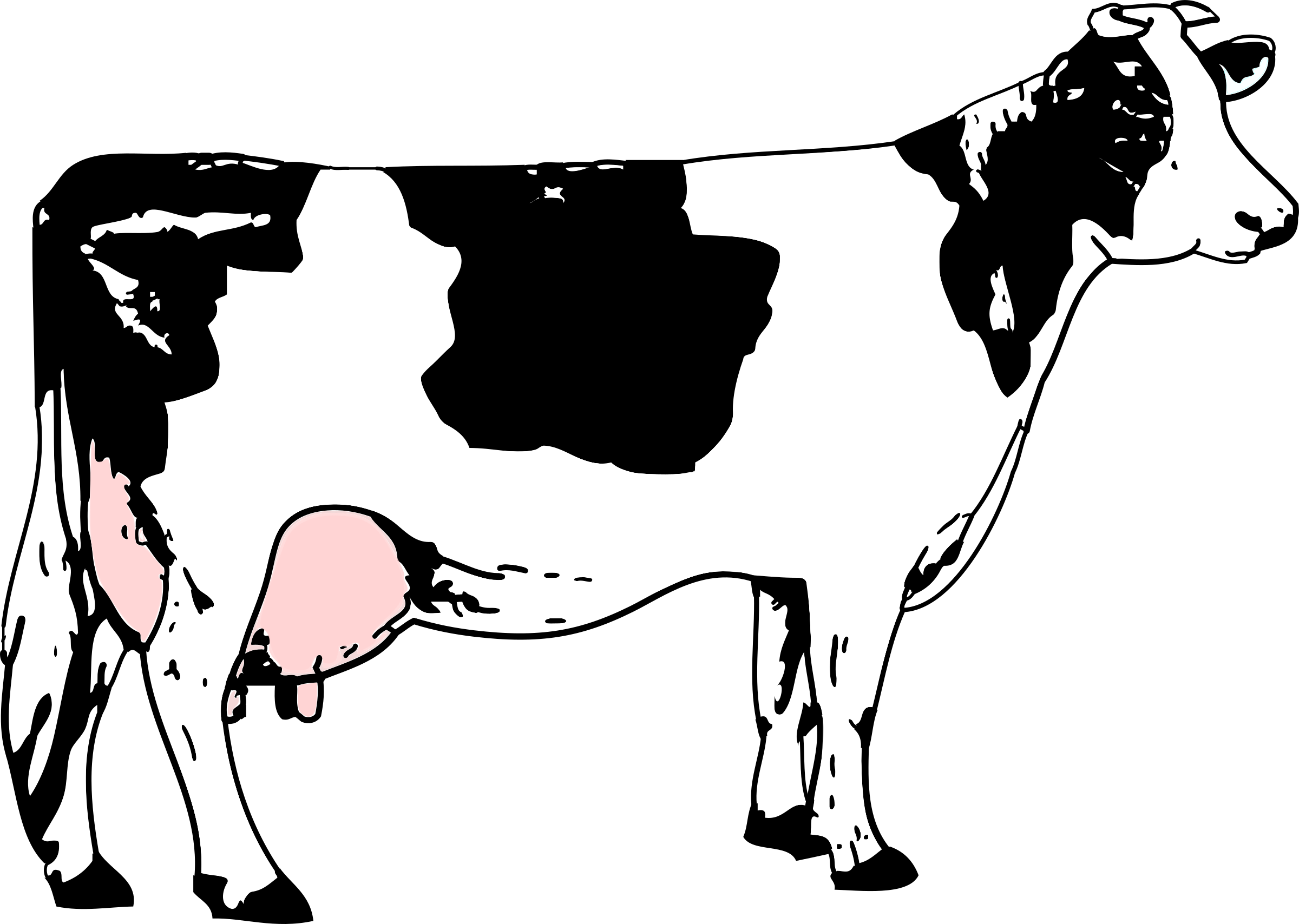 cow drawing clip art - photo #28