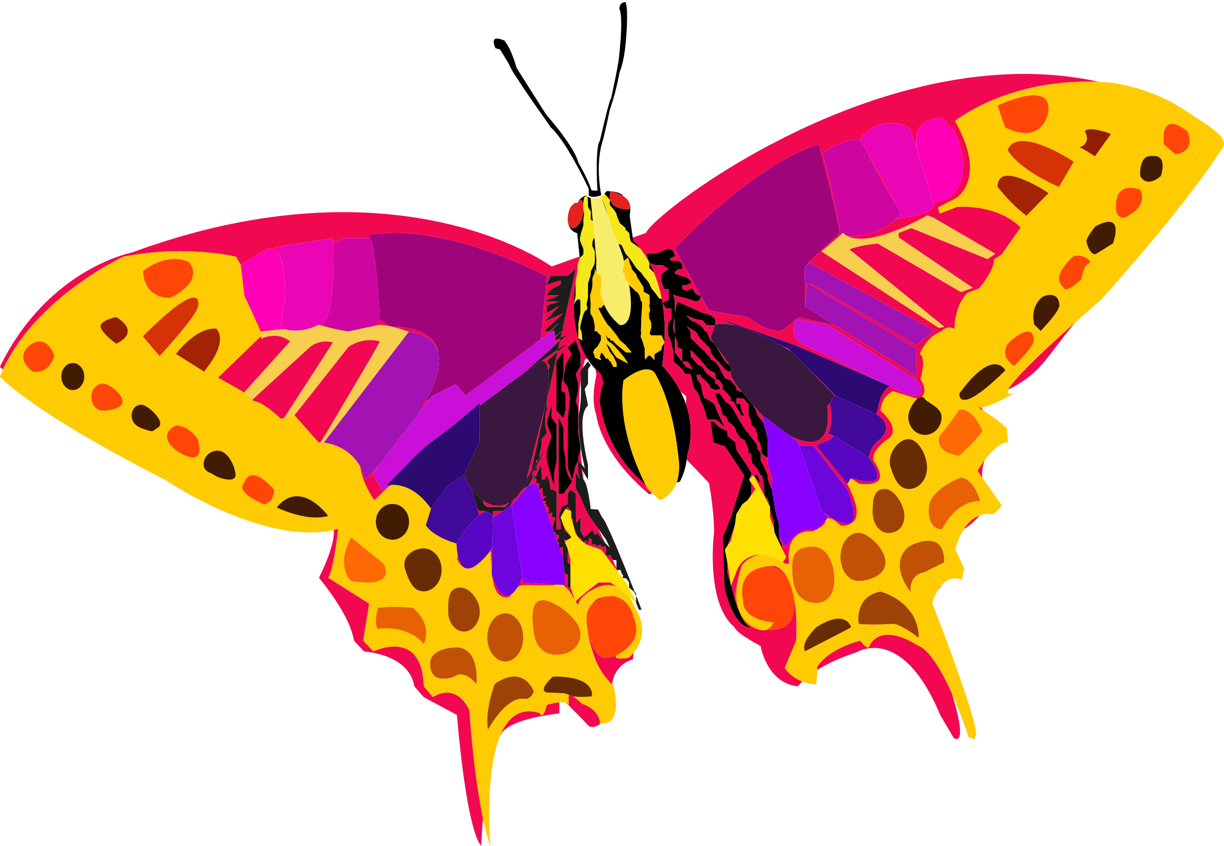 free colorful butterfly clipart - photo #24