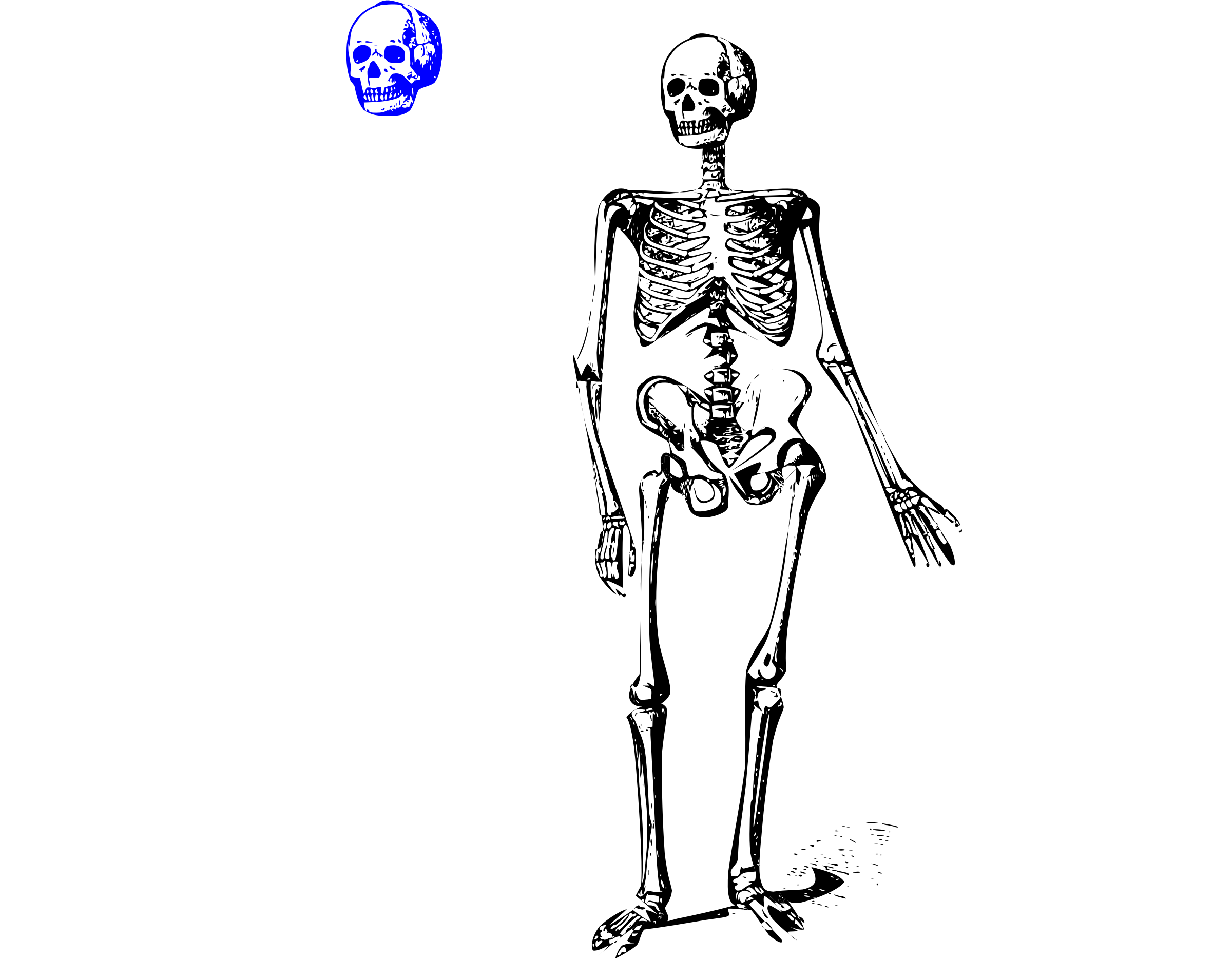 Animated Skeleton Clip Art – Cliparts