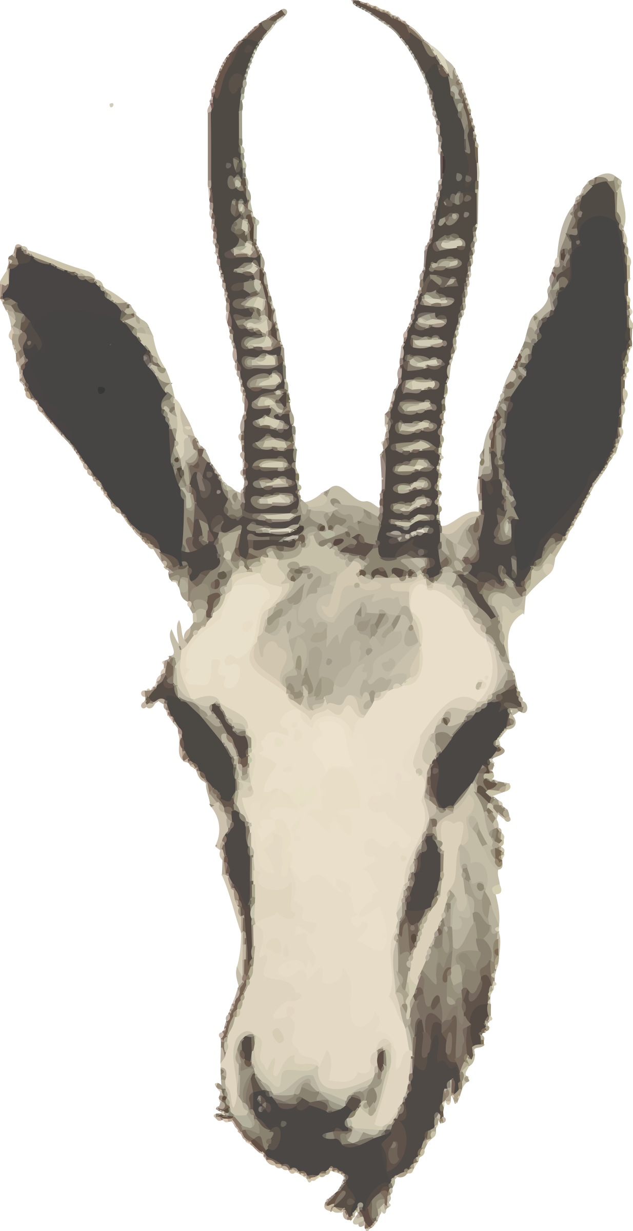 clipart springbok - photo #42