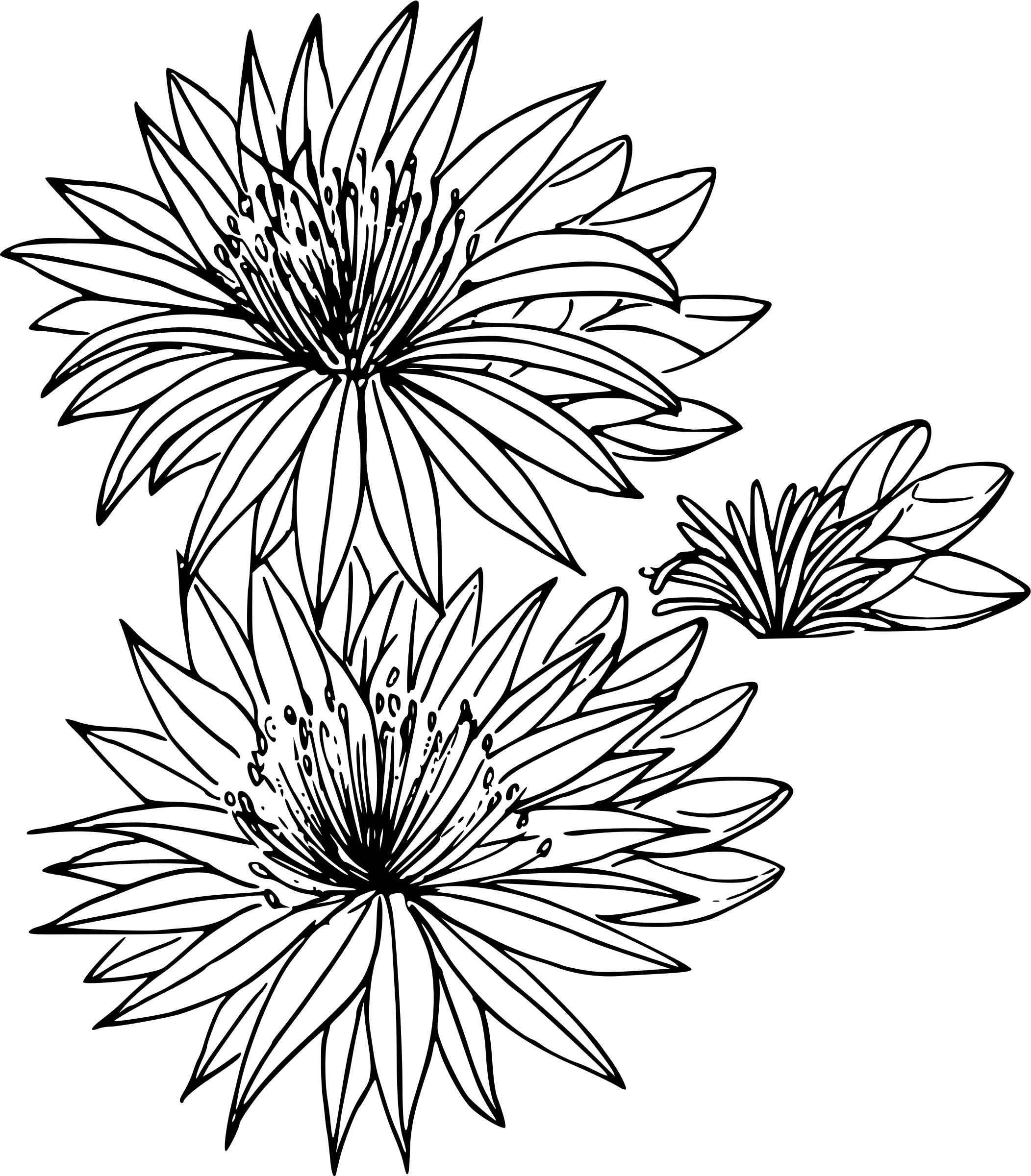 clipart bitterroot clipart bitterroot