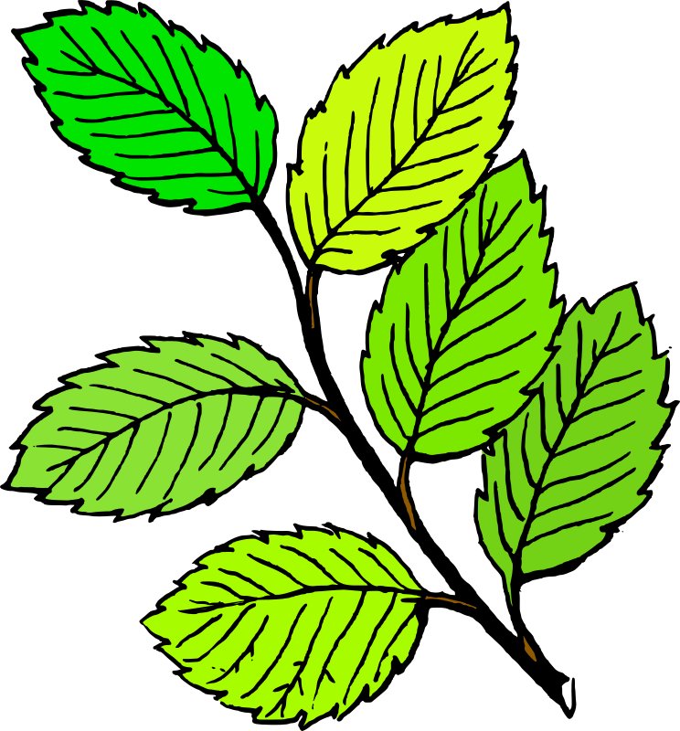 Clipart Summer Leaves Clipart Summer Leaves
