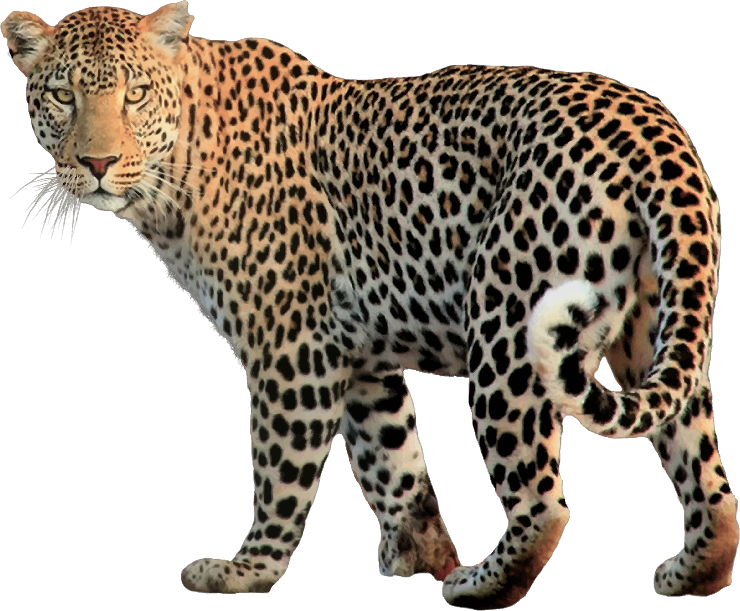 snow leopard clipart - photo #46