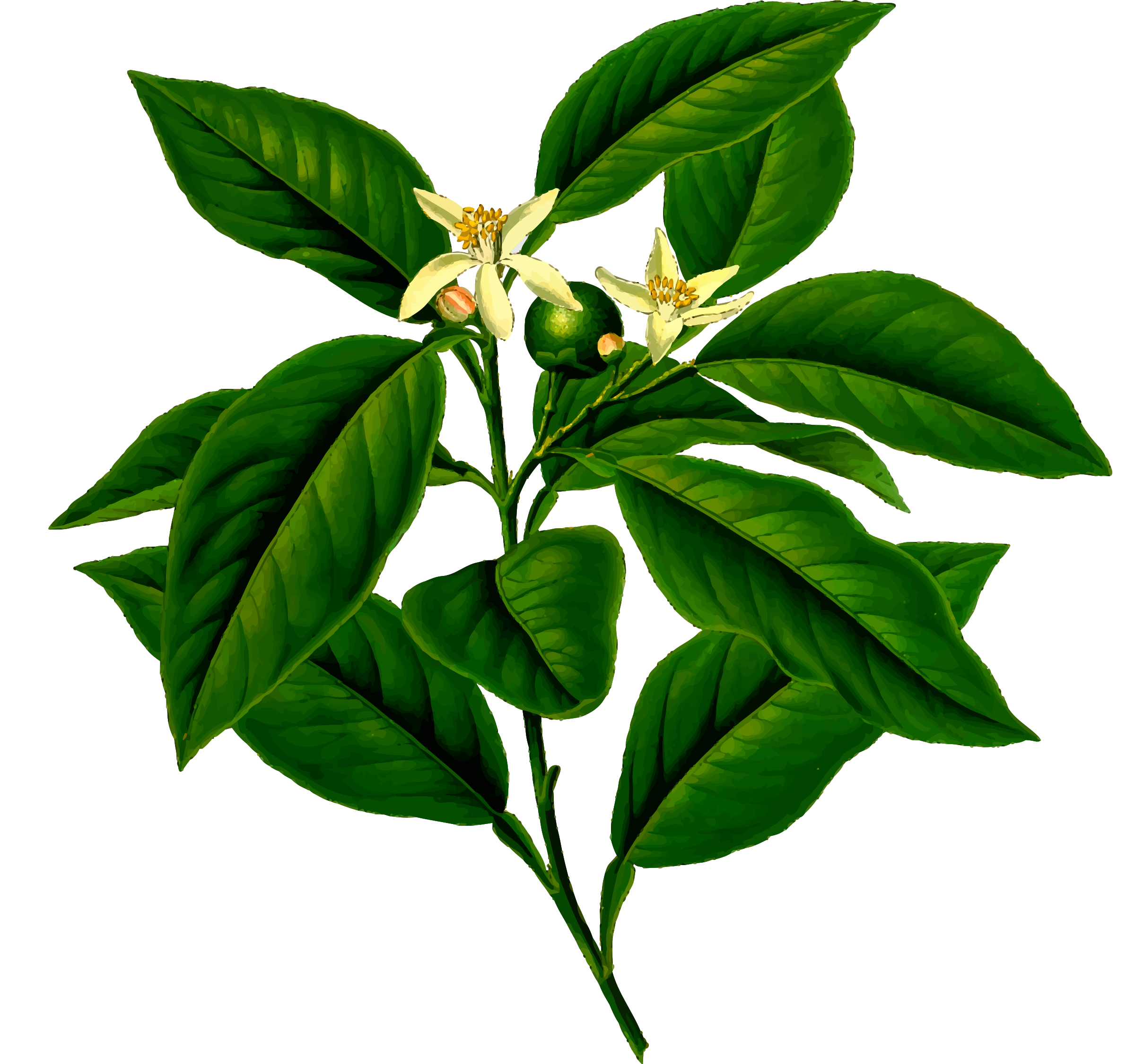 lemon leaves clipart - photo #32