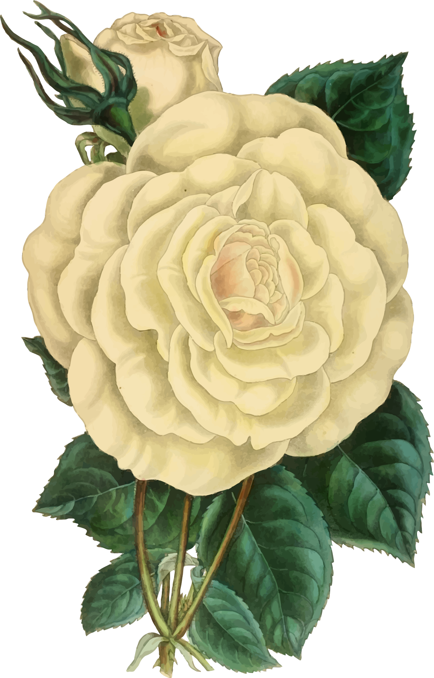 Clipart - Vintage Rose Illustration