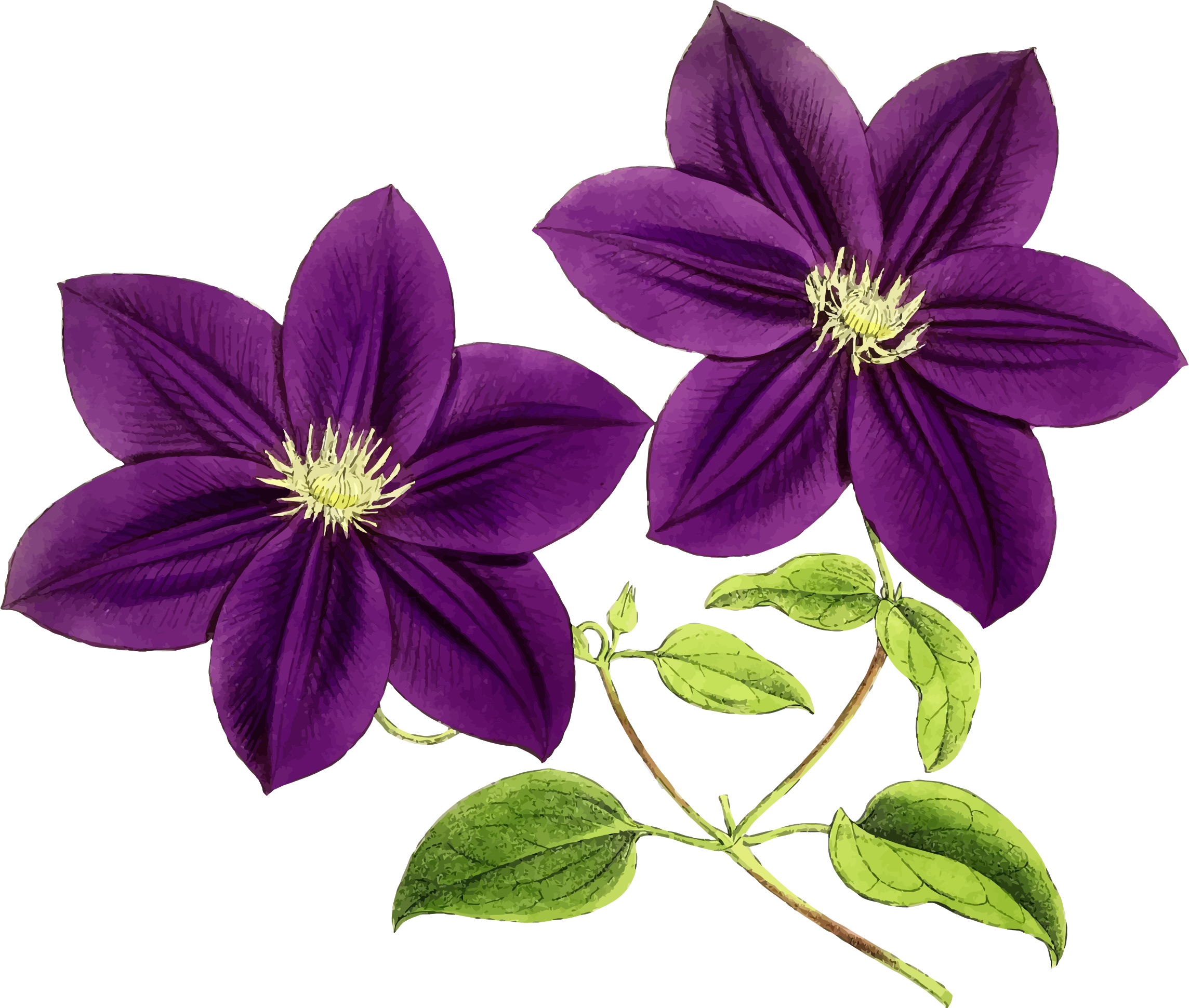 free purple flower clip art - photo #35