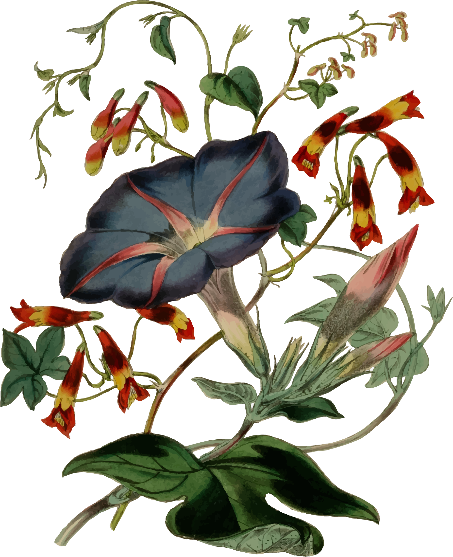 flower illustration clipart - photo #18